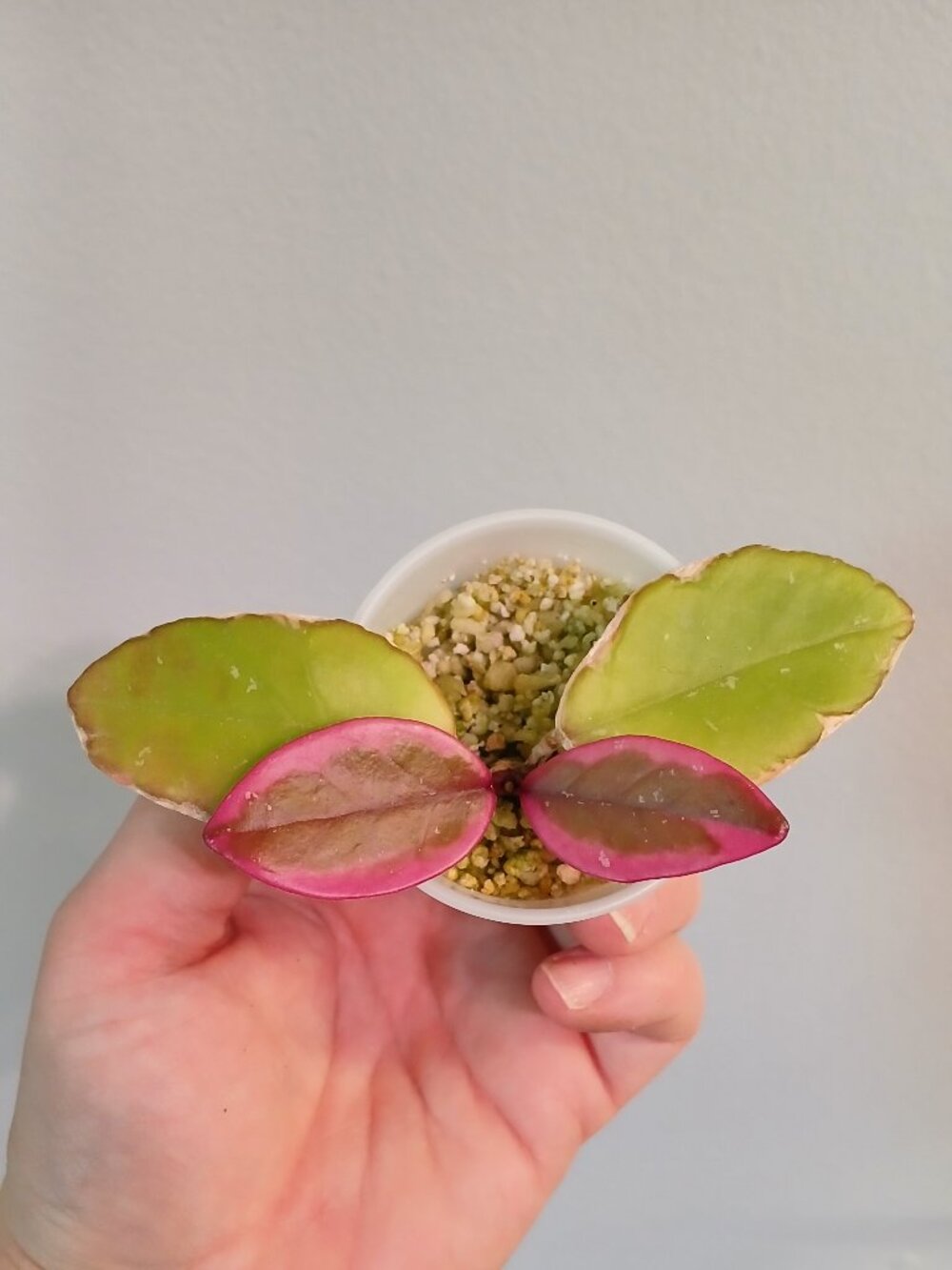 Hoya Flamingo Cutting